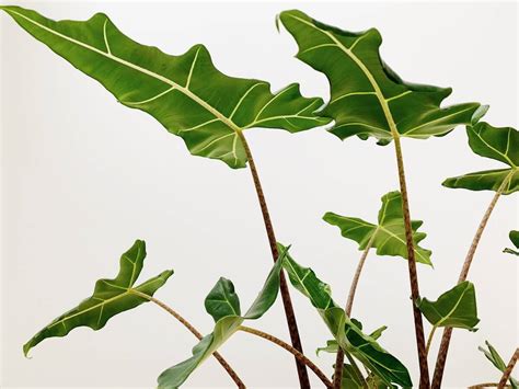 觀音葉植物|觀音蓮怎麼養？基礎照顧方法和特色